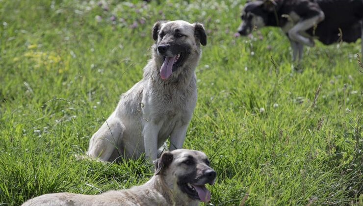 İstanbul'da sokak köpekleri kontrolsüz beslenemeyecek