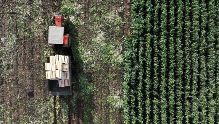 Tarım ÜFE ekimde aylık bazda yüzde 4 art