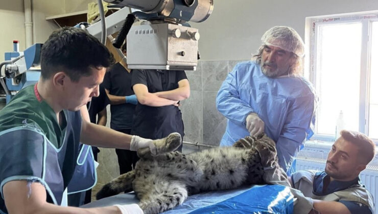 Van: Bitkin halde bulunan vaşak tedavi altına alındı