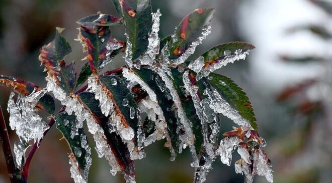 Bakanlıktan zirai don uyarısı