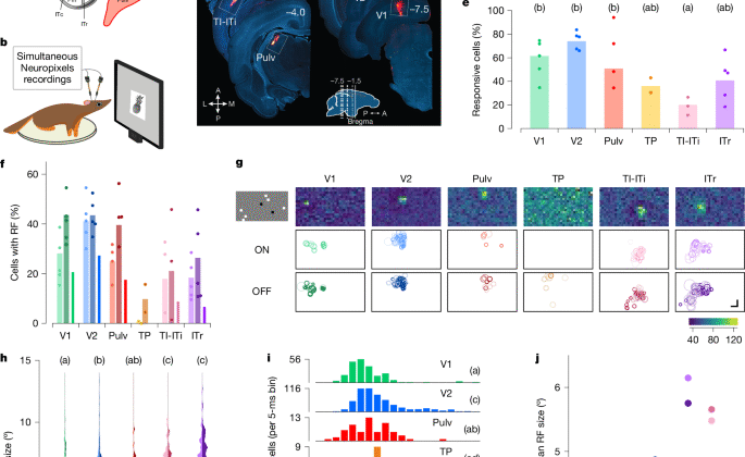 Ağaç faresinde görsel form işlemeye yönelik sıkıştırılmış bir hiyerarşi