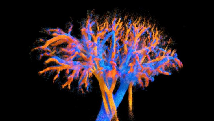 Organlarınızı 4D’de Görmek İster misiniz? Çok Yakında Yapabileceksiniz