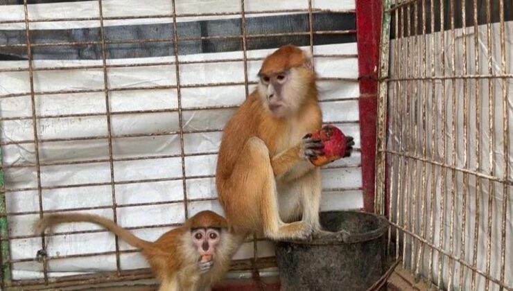 Gazze’de veterinerden zorunlu hamle: Hayvanları kurtarmak için insan ilacı kullanıldı – Dünya Haberleri CNN TÜRK | Video