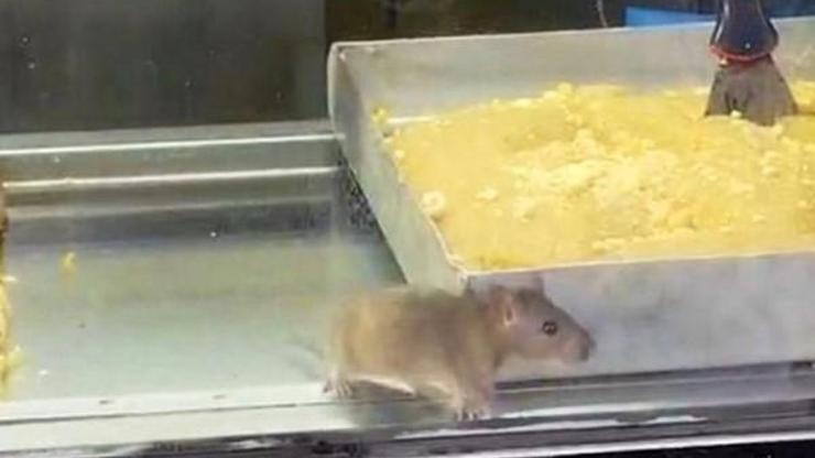 İzmir’de mide bulandıran görüntüler: Böreklerin üzerinde fare gezdi – Son Dakika Haberleri Bugün