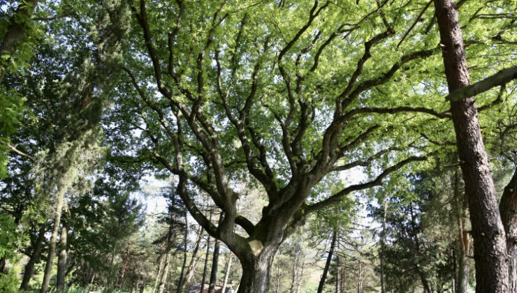 Türkiye'de 10 bin 503 anıt ağaç koruma altında