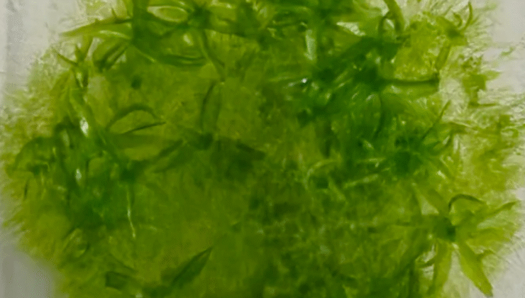 Bu yosun, uzayda dokuz ay yaşayarak rekor kırdı