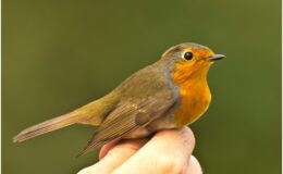 Kuşların yolculuğu halkayla takip ediliyor