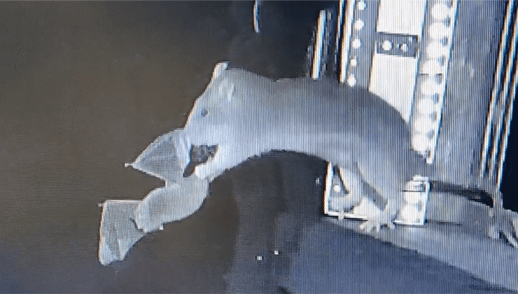 Fareler, türünün ilk örneği olan uçuş sırasında yarasaları havadan yakalarken görüntülendi