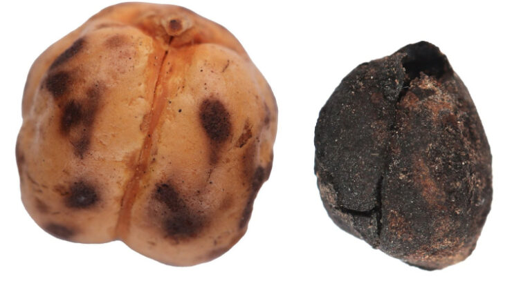 Tavşanlı’da 4 bin yıllık nohut, Çatalhöyük’te 8 bin 600 yıllık ekmek kalıntıları gün yüzüne çıkarıldı