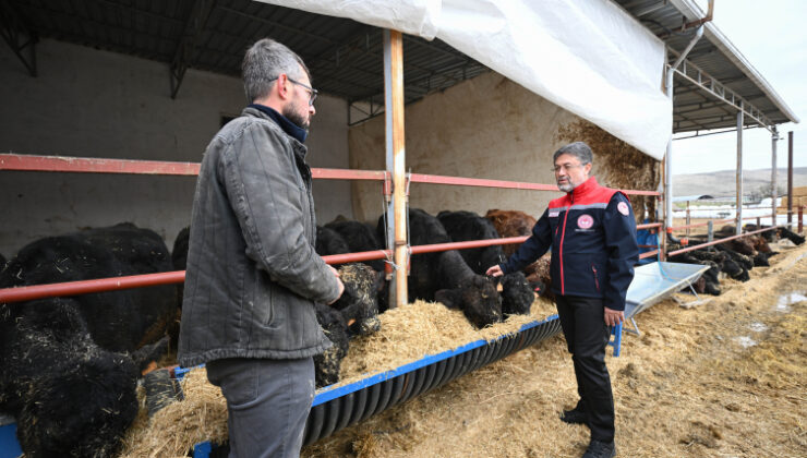 Kırmızı et üretimini artıracak proje meyvelerini vermeye başladı