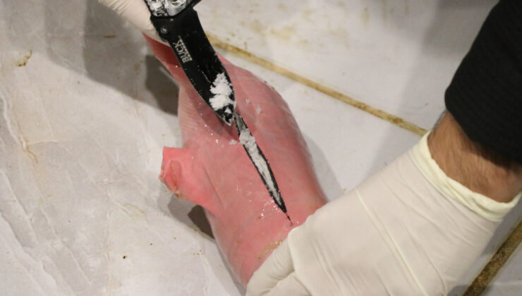 Koyunların karnına uyuşturucu sakladılar