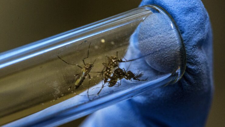 Isı ve Yağmur Dang hummasının ne zaman artacağını tahmin etmeye yardımcı olabilir