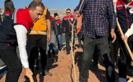 Şırnak-Cizre karayolu 365 fidanla yeşillendi