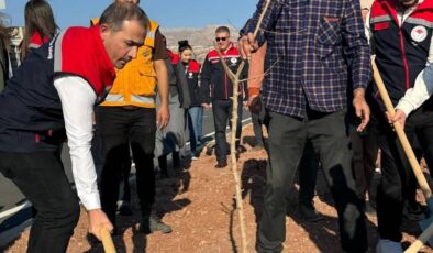 Şırnak-Cizre karayolu 365 fidanla yeşillendi