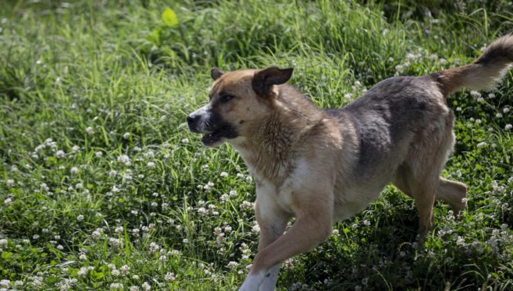 Diyarbakır’da başıboş sokak köpeğinin saldırdığı 2 kişi yaralandı
