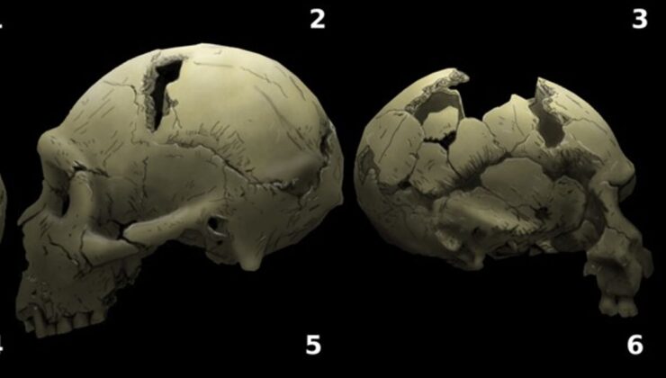 Nadir 2 Milyon Yıllık Bebek Yüz Fosilleri, Tarih Öncesi İnsan Çocukları Hakkında Bildiklerimizi Genişletiyor