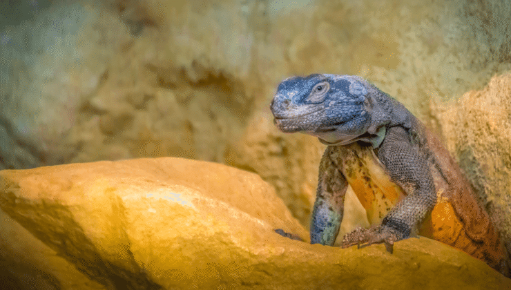 Bu “İstilacı” İguanaları Neredeyse Yok Ediyorduk – Biz Oraya Gelmeden Çok Önce Ayrıldıkları Ortaya Çıktı