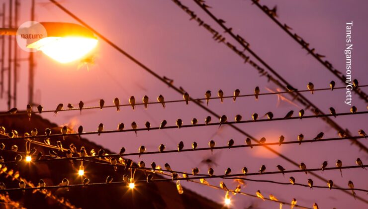 Parlak şehir ışıkları dünyanın dört bir yanındaki kuşların daha uzun şarkı söylemesini sağlıyor