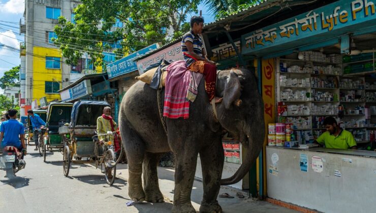 Zincirlerden Ormanlara: Çalışan Filler Yeni Proje Kapsamında Vahşi Doğada Rehabilite Edilecek