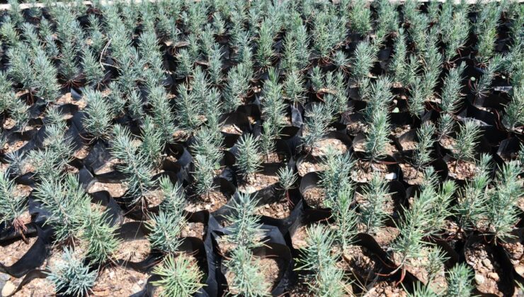 Gabar petrol sahasına yeşil dokunuş: 100 bin fidan toprakla buluşacak