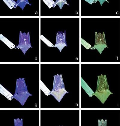 ABD’de Karanlıkta Parlayan İlk Bilinen Yarasalar Keşfedildi – Ancak Bilim Adamları Nedeninden Emin Değil