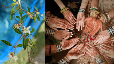 Tehlikeli Karaciğer Hastalığının İlk Hedefe Yönelik Tedavisi Beklenmedik Bir Kaynaktan Gelebilir