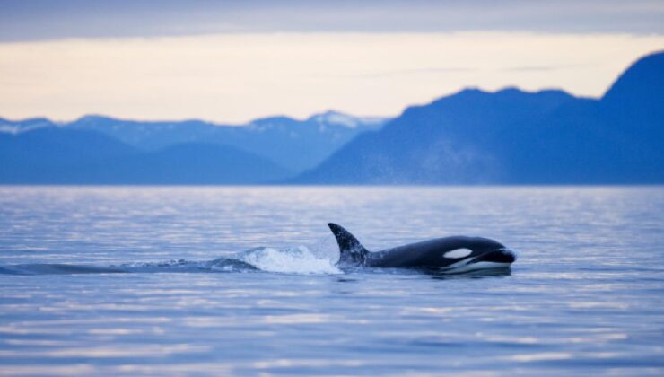 Kutup bölgesindeki balinaların nefesinde ölümcül virüs tespit edildi