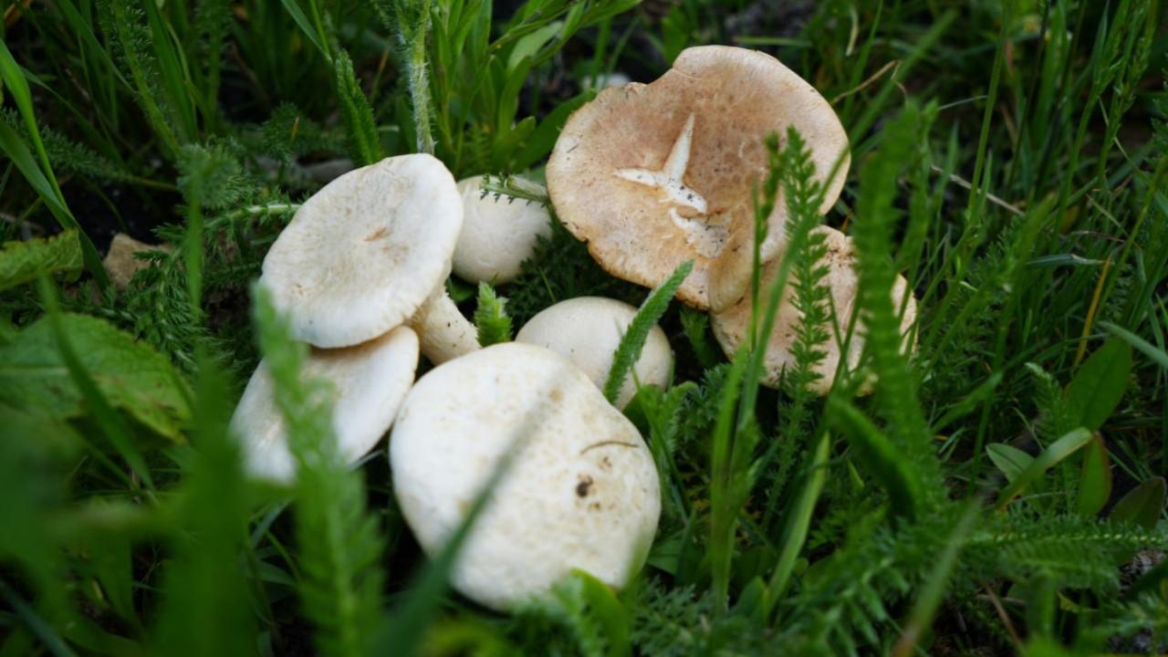 Mantar toplamaya gitti, ormanda kayboldu