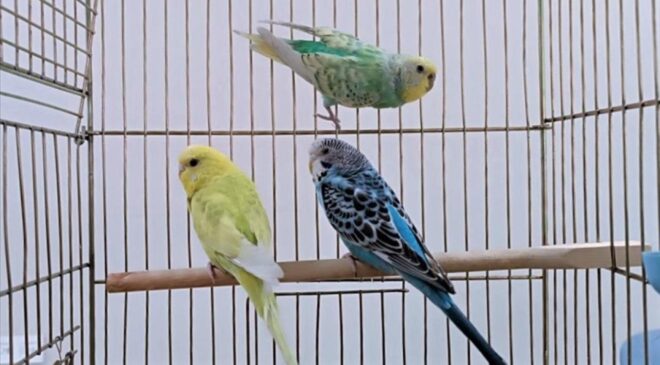 Petshoplarda yaban hayvanı satışı için ruhsat şartı