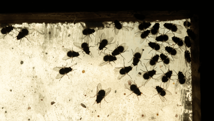 Çürüyen Balık, Yumurta ve Kokmuş Sarımsak: Cesetlerin Neden Bu Kadar Ayırt Edici Bir Kokusu Var?