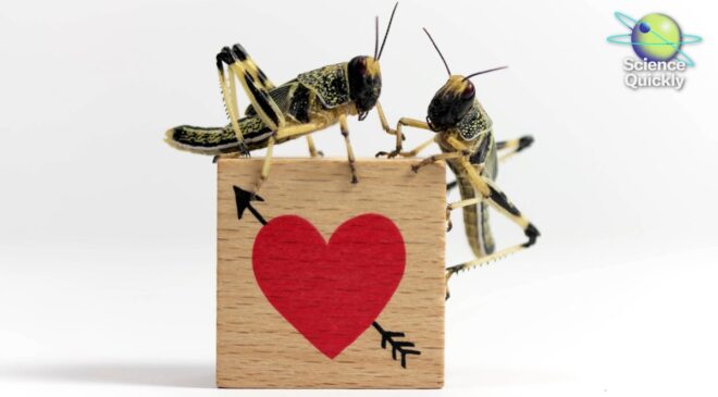 500 Milyon Yıllık Evrim Cinsiyet, Cinsiyet ve Çiftleşmede Çarpıcı Çeşitliliği Ortaya Çıkarıyor