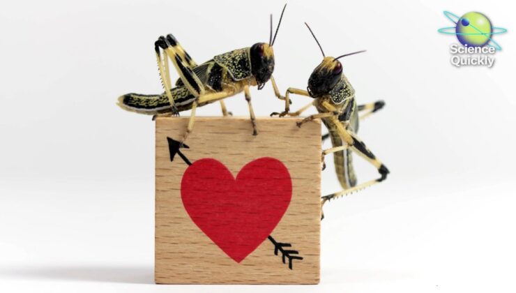 500 Milyon Yıllık Evrim Cinsiyet, Cinsiyet ve Çiftleşmede Çarpıcı Çeşitliliği Ortaya Çıkarıyor