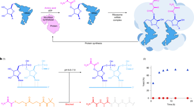 Suda tioester aracılı RNA aminoasilasyonu ve peptidil-RNA sentezi