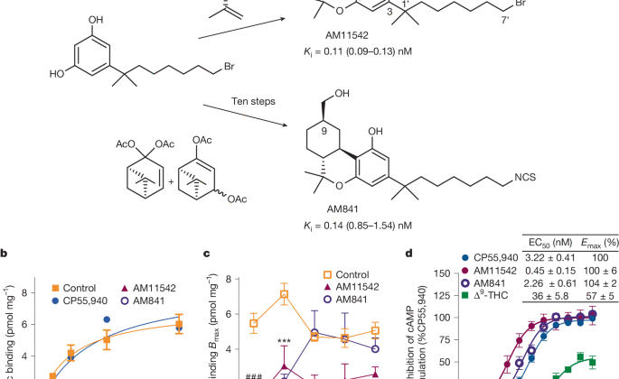 Agoniste bağlı insan kanabinoid reseptörü CB1’in kristal yapıları