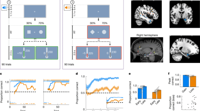 İnsan amigdalasındaki hız ve gürültü, önleyici öğrenmede keşiflerin artmasına neden oluyor