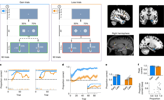 İnsan amigdalasındaki hız ve gürültü, önleyici öğrenmede keşiflerin artmasına neden oluyor