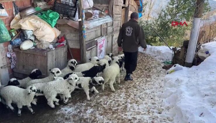 Üşüyen kuzuya evlerini açıp bebek gibi bakıyorlar – Son Dakika Haberler CNN Türk | Video