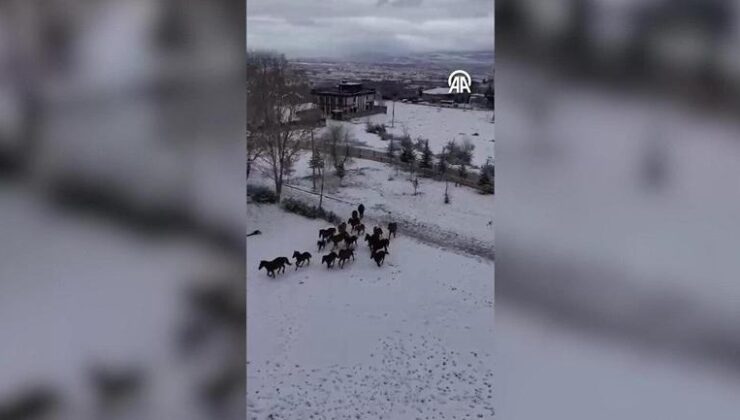 Doğada yemek bulamayan yılkı atları böyle görüntülendi! – CNN Türk Sondakika Haberler | Video