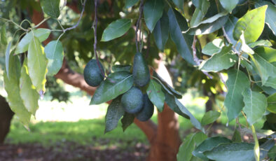 İklim değişikliği tarımı dönüştürüyor