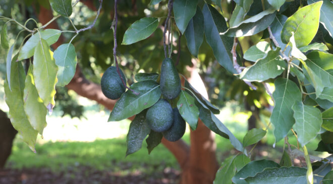 İklim değişikliği tarımı dönüştürüyor