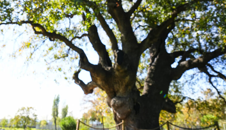 İstanbul’un anıt ağaçları yüzyılların hafızasını ayakta tutuyor