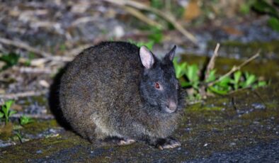 Aynı zamanda Yaşayan Bir Fosil Olan Gotik Tavşan Amami Tavşanı ile Tanışın