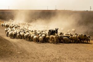 Hayvancılığın Kalbi Anadolu’da Atıyor Ama Nabız Hızla Düşüyor! - Doç.Dr. Alper Koçyiğit - Akademik Akıl
