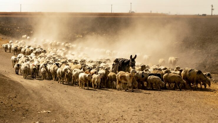 Hayvancılığın Kalbi Anadolu’da Atıyor Ama Nabız Hızla Düşüyor! – Doç.Dr. Alper Koçyiğit – Akademik Akıl
