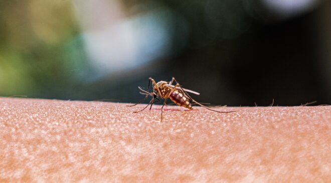 İki Potansiyel Yerel Sıtma Vakası ABD Sağlığı İçin Ne Anlama Geliyor?