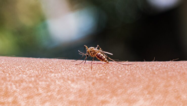 İki Potansiyel Yerel Sıtma Vakası ABD Sağlığı İçin Ne Anlama Geliyor?