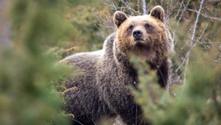 Evrim İş Başında: Bu Ayılar Değişen Dünyada Hayatta Kalmaya Uyum Sağladı