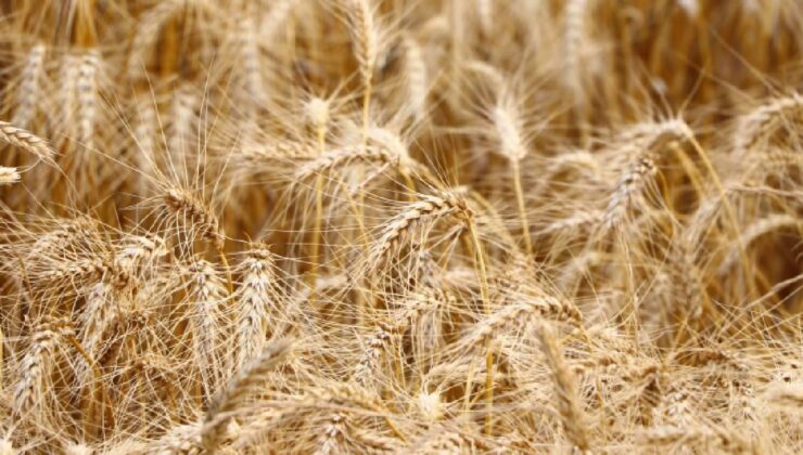 Su yetersizliği buğdayda verimi yüzde 40’a kadar düşürebilir