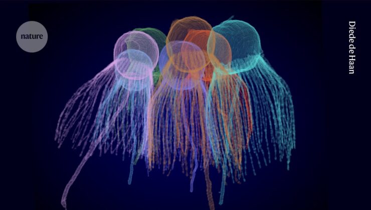 Yaşam nasıl çok hücreli hale geldi? Beş basit organizmanın cevabı olabilir