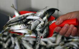 Fiyatı en fazla artan ve düşen ürünler belli oldu